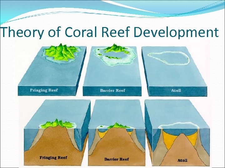 Theory of Coral Reef Development 