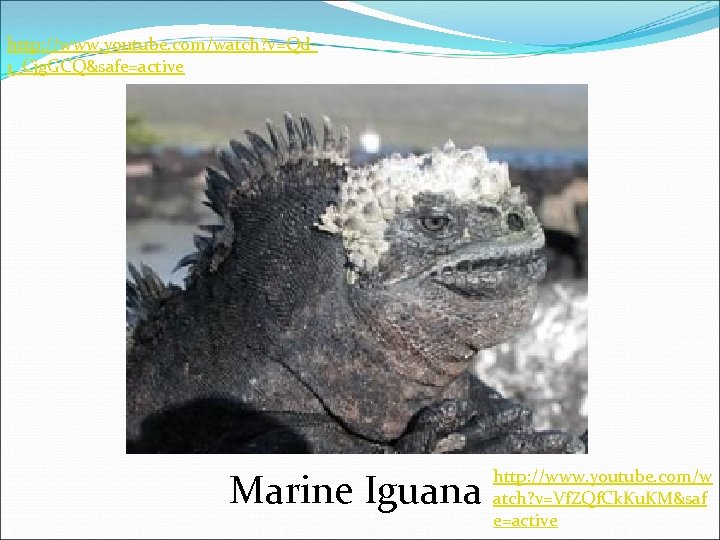 http: //www. youtube. com/watch? v=Qd 1_Cjg. GCQ&safe=active Marine Iguana http: //www. youtube. com/w atch?