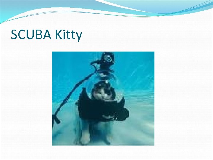 SCUBA Kitty 