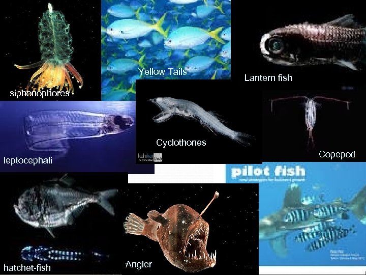 Yellow Tails Lantern fish siphonophores Cyclothones Copepod leptocephali hatchet-fish Angler 