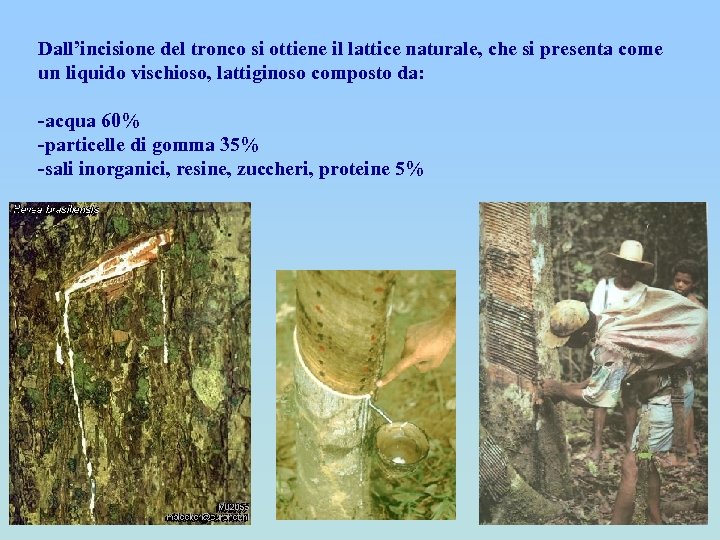 Dall’incisione del tronco si ottiene il lattice naturale, che si presenta come un liquido