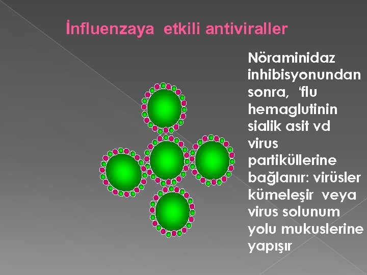 İnfluenzaya etkili antiviraller Nöraminidaz inhibisyonundan sonra, ‘flu hemaglutinin sialik asit vd virus partiküllerine bağlanır: