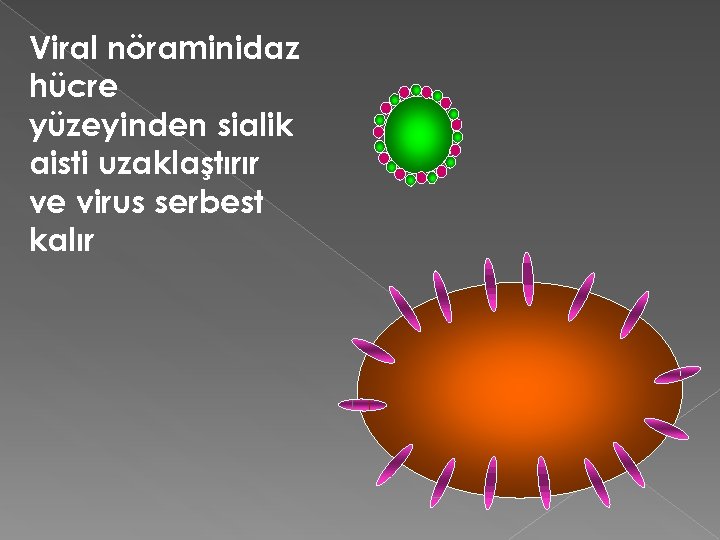 Viral nöraminidaz hücre yüzeyinden sialik aisti uzaklaştırır ve virus serbest kalır 