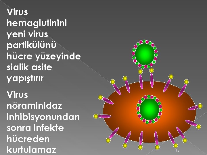 Virus hemaglutinini yeni virus partikülünü hücre yüzeyinde sialik asite yapıştırır Virus nöraminidaz inhibisyonundan sonra