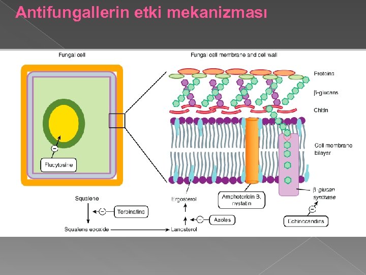 Antifungallerin etki mekanizması 