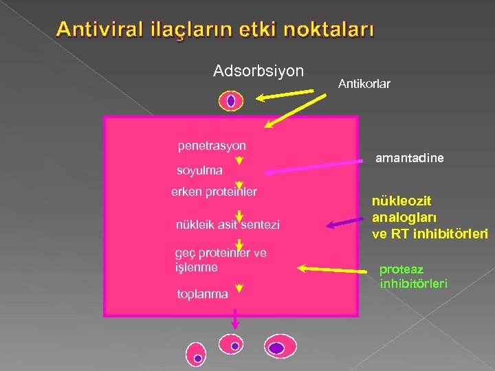 Antiviral ilaçların etki noktaları Adsorbsiyon penetrasyon soyulma erken proteinler nükleik asit sentezi geç proteinler