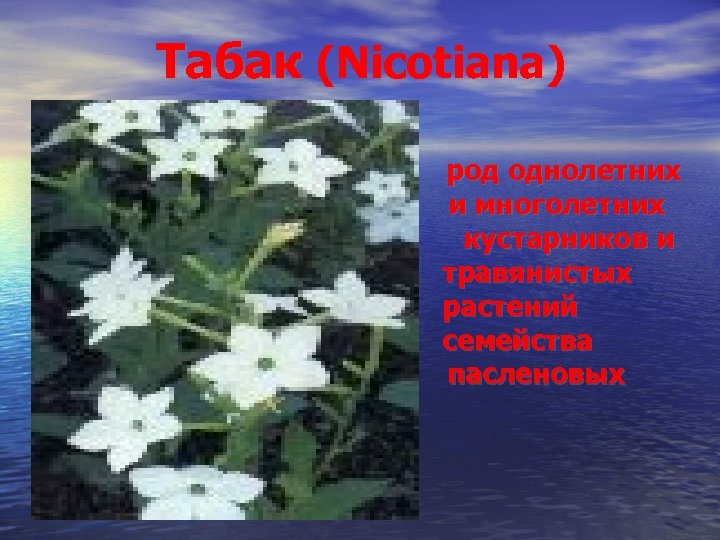 Табак (Nicotiana) род однолетних и многолетних кустарников и травянистых растений семейства пасленовых 