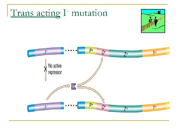 Trans acting I mutation 