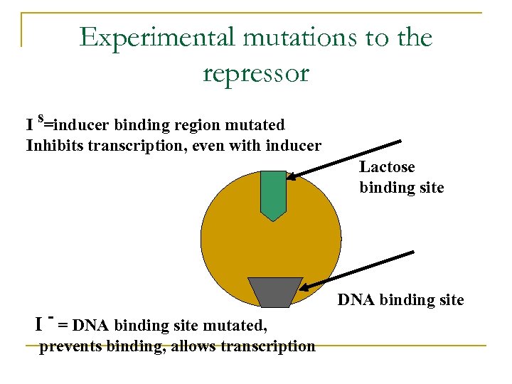 Experimental mutations to the repressor I s=inducer binding region mutated Inhibits transcription, even with