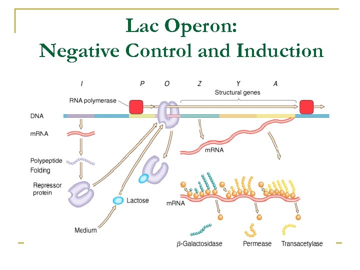 Lac Operon: Negative Control and Induction 