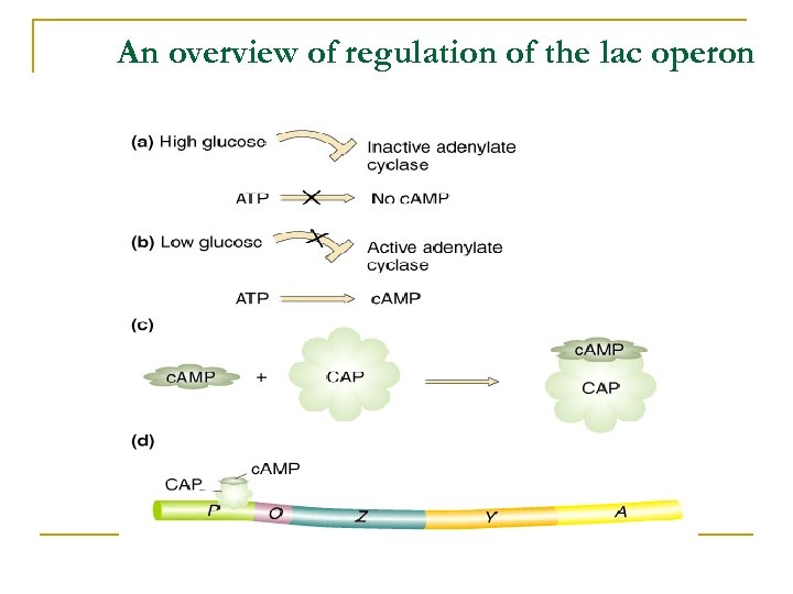 An overview of regulation of the lac operon 