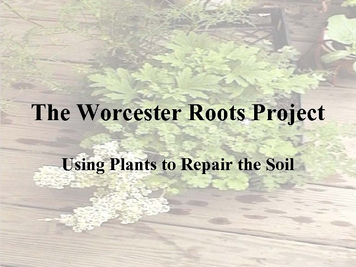 The Worcester Roots Project Using Plants to Repair the Soil 