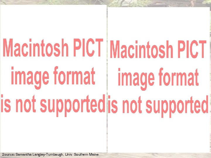 Source: Samantha Langley-Turnbaugh, Univ. Southern Maine 