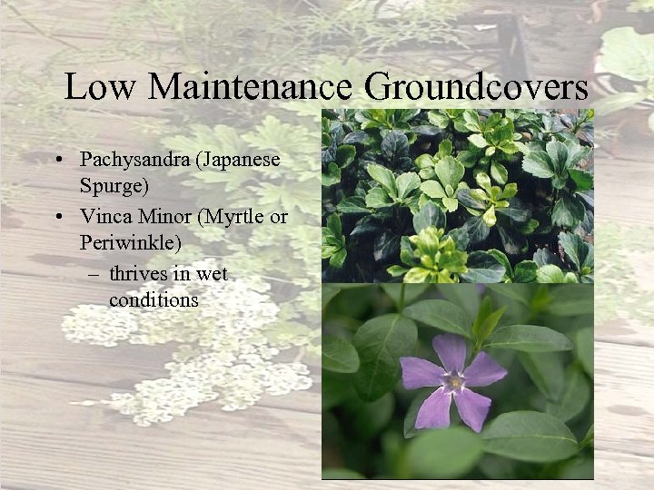 Low Maintenance Groundcovers • Pachysandra (Japanese Spurge) • Vinca Minor (Myrtle or Periwinkle) –