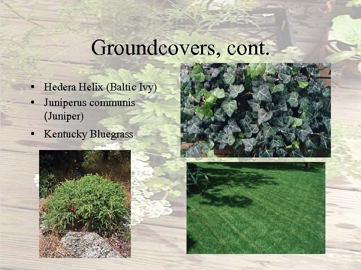 Groundcovers, cont. • Hedera Helix (Baltic Ivy) • Juniperus communis (Juniper) • Kentucky Bluegrass