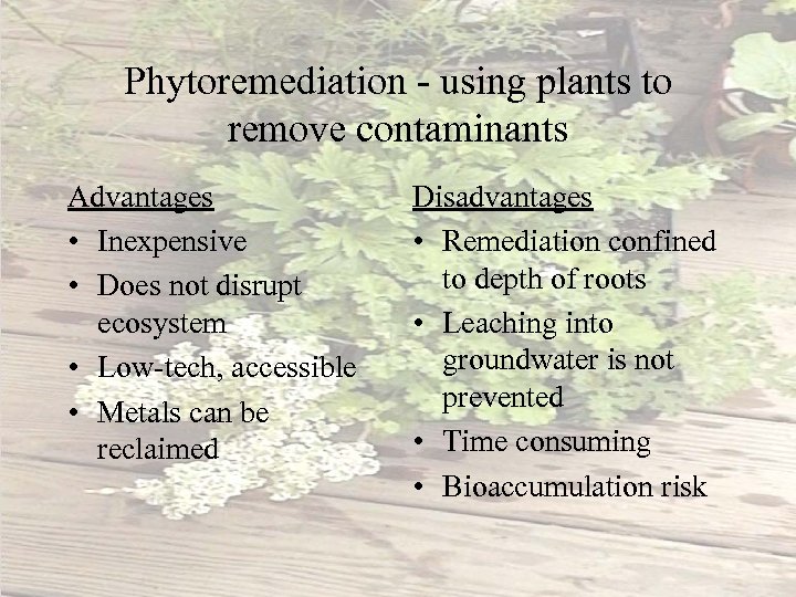 Phytoremediation - using plants to remove contaminants Advantages • Inexpensive • Does not disrupt