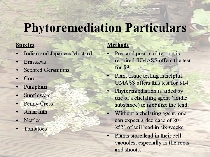 Phytoremediation Particulars Species • Indian and Japanese Mustard • Brassicas • Scented Geraniums •