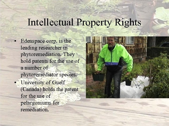 Intellectual Property Rights • Edenspace corp. is the leading researcher in phytoremediation. They hold