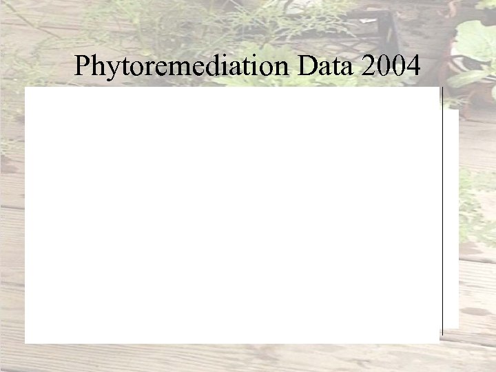 Phytoremediation Data 2004 