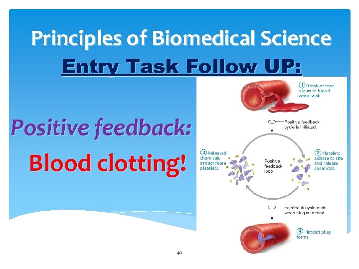 Principles of Biomedical Science Entry Task Follow UP: Positive feedback: Blood clotting! 40 