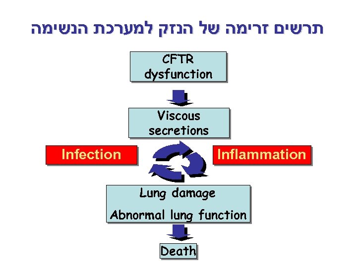  תרשים זרימה של הנזק למערכת הנשימה CFTR dysfunction Viscous secretions Infection Inflammation Lung