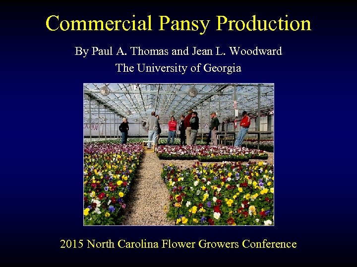 Commercial Pansy Production By Paul A. Thomas and Jean L. Woodward The University of