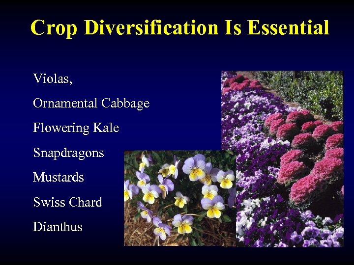 Crop Diversification Is Essential Violas, Ornamental Cabbage Flowering Kale Snapdragons Mustards Swiss Chard Dianthus