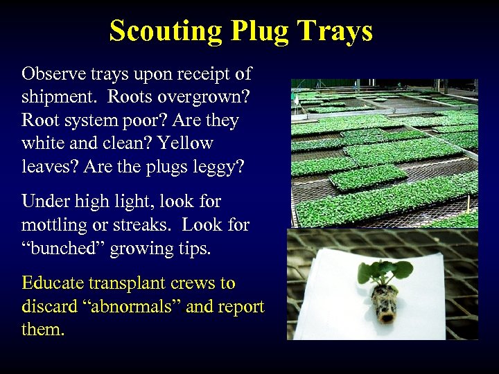 Scouting Plug Trays Observe trays upon receipt of shipment. Roots overgrown? Root system poor?