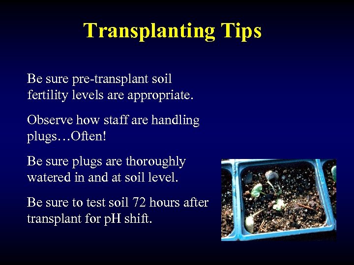 Transplanting Tips Be sure pre-transplant soil fertility levels are appropriate. Observe how staff are