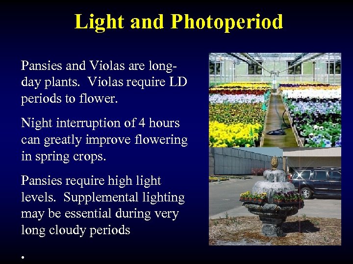 Light and Photoperiod Pansies and Violas are longday plants. Violas require LD periods to