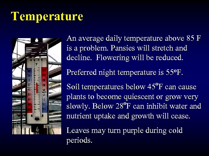 Temperature An average daily temperature above 85 F is a problem. Pansies will stretch