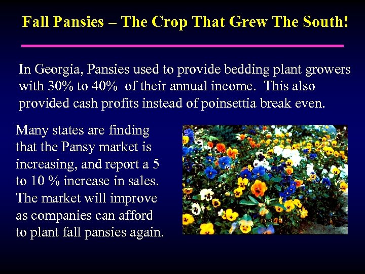 Fall Pansies – The Crop That Grew The South! In Georgia, Pansies used to