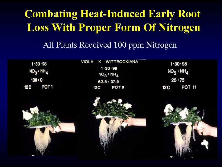 Combating Heat-Induced Early Root Loss With Proper Form Of Nitrogen All Plants Received 100