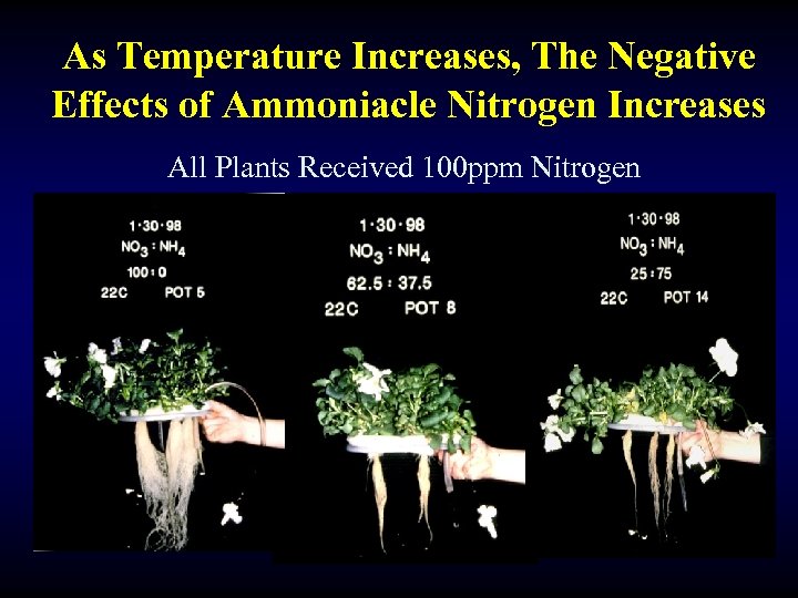 As Temperature Increases, The Negative Effects of Ammoniacle Nitrogen Increases All Plants Received 100