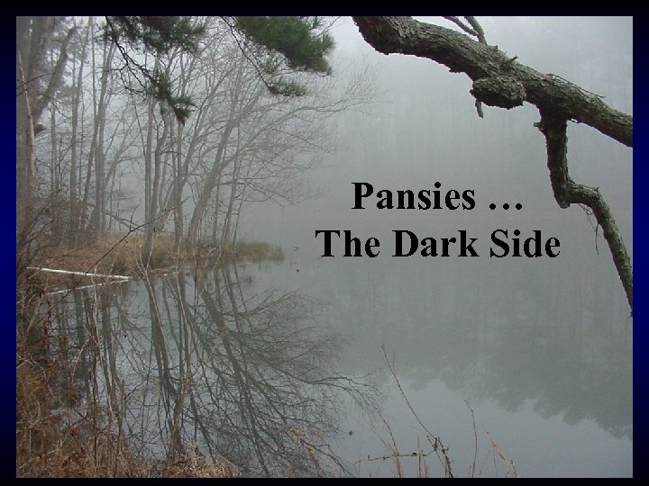 Pansies … The Dark Side 