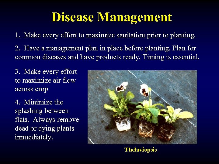 Disease Management 1. Make every effort to maximize sanitation prior to planting. 2. Have