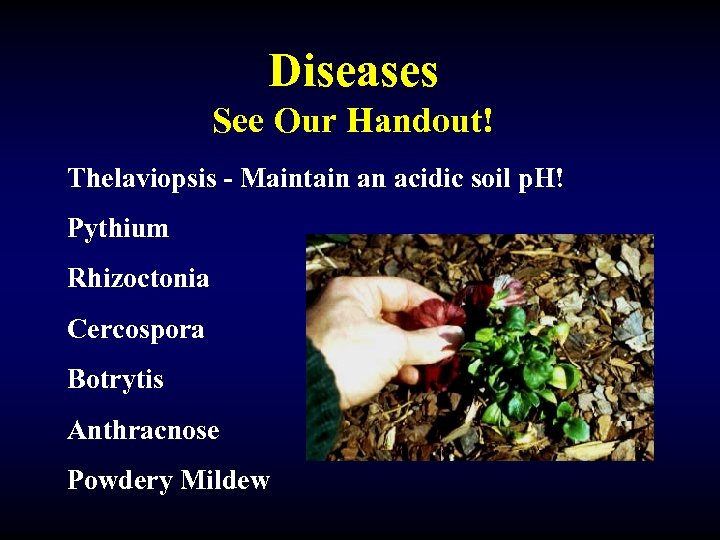 Diseases See Our Handout! Thelaviopsis - Maintain an acidic soil p. H! Pythium Rhizoctonia