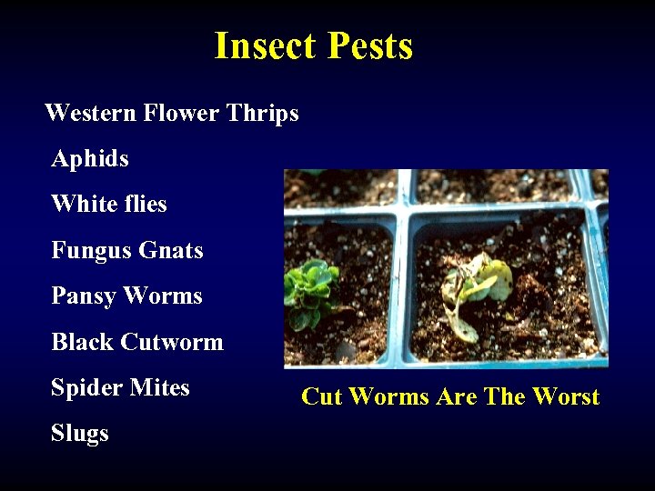 Insect Pests Western Flower Thrips Aphids White flies Fungus Gnats Pansy Worms Black Cutworm