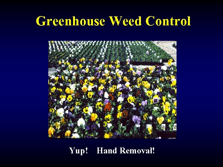 Greenhouse Weed Control Yup! Hand Removal! 