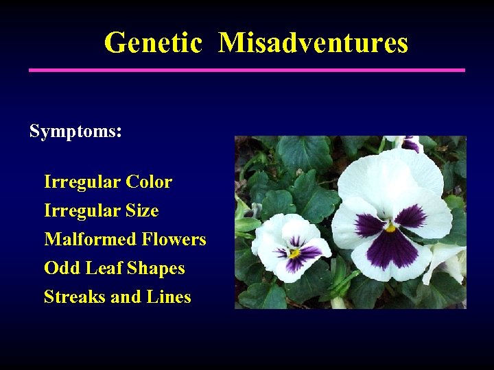 Genetic Misadventures Symptoms: Irregular Color Irregular Size Malformed Flowers Odd Leaf Shapes Streaks and