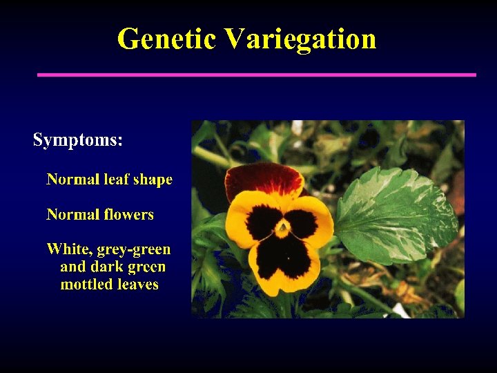 Genetic Variegation 