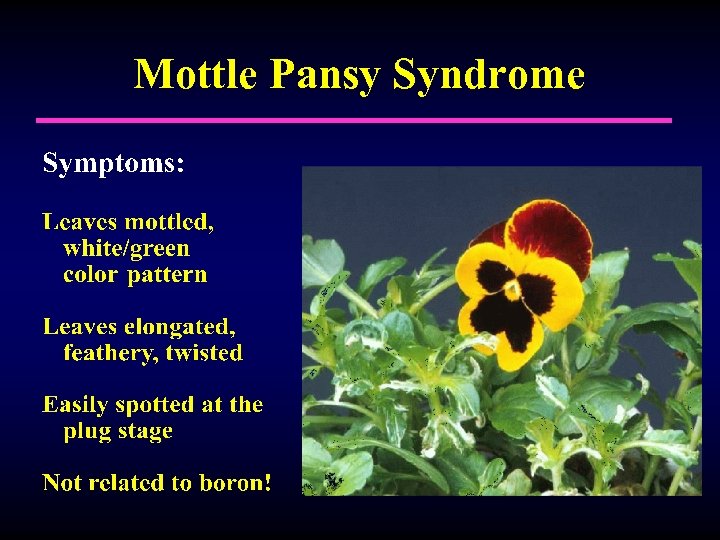 Mottle Pansy Syndrome 