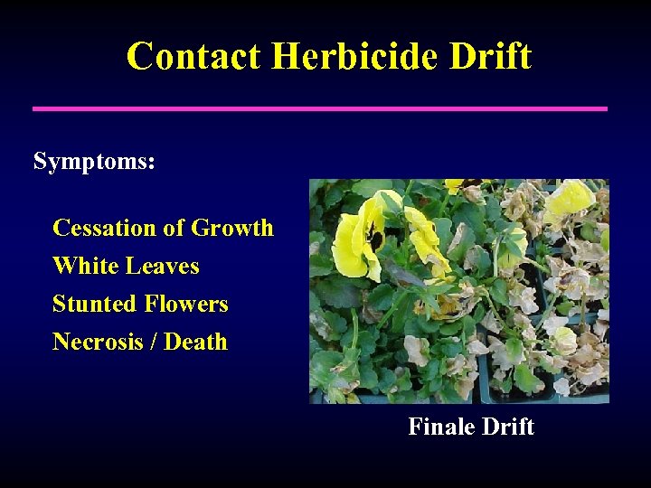 Contact Herbicide Drift Symptoms: Cessation of Growth White Leaves Stunted Flowers Necrosis / Death