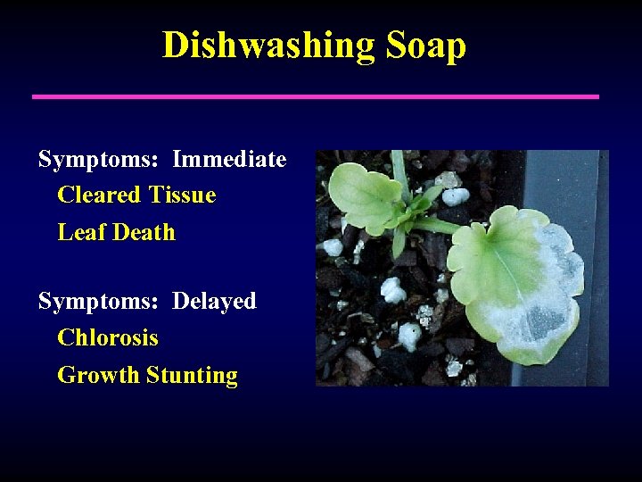 Dishwashing Soap Symptoms: Immediate Cleared Tissue Leaf Death Symptoms: Delayed Chlorosis Growth Stunting 