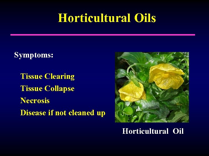 Horticultural Oils Symptoms: Tissue Clearing Tissue Collapse Necrosis Disease if not cleaned up Horticultural