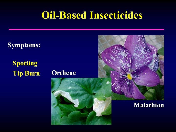 Oil-Based Insecticides Symptoms: Spotting Tip Burn Orthene Malathion 