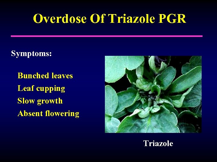 Overdose Of Triazole PGR Symptoms: Bunched leaves Leaf cupping Slow growth Absent flowering Triazole