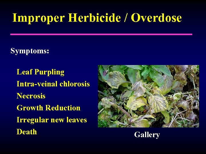 Improper Herbicide / Overdose Symptoms: Leaf Purpling Intra-veinal chlorosis Necrosis Growth Reduction Irregular new