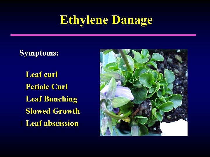 Ethylene Danage Symptoms: Leaf curl Petiole Curl Leaf Bunching Slowed Growth 1 Leaf abscission