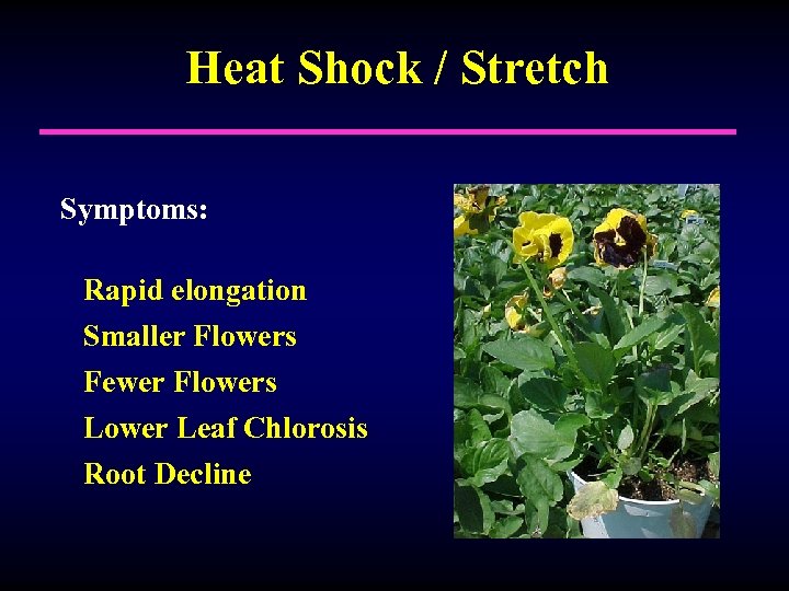 Heat Shock / Stretch Symptoms: Rapid elongation Smaller Flowers Fewer Flowers Lower Leaf Chlorosis